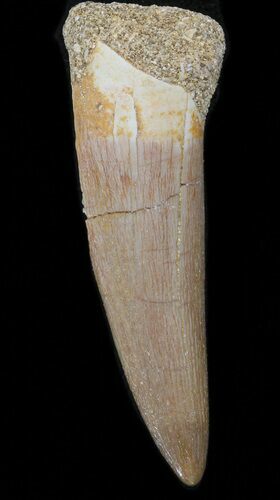 Fossil Plesiosaur Tooth - Morocco #39809